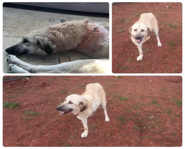 Zavallı Köpek ve Yavrularına Eren Derdiyok Sahip Çıktı