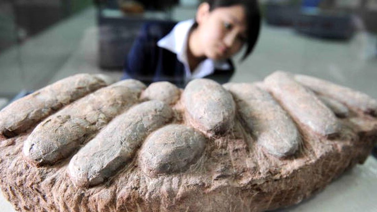 Çin'de 80 Dinozor Yumurtası Fosili Çalan Kaçakçılar Yakalandı