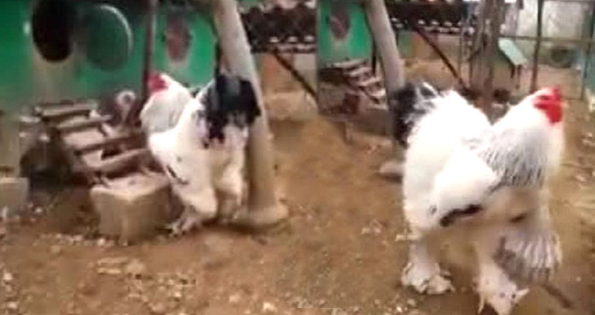 Kosova'daki Devasa Horoz Yoğun İlgi Görüyor