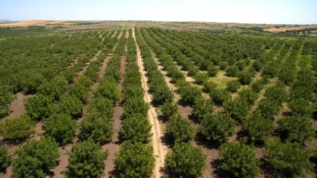 Ogm Çorum'da 3 Milyon 997 Bin Fidanı Toprakla Buluşturdu