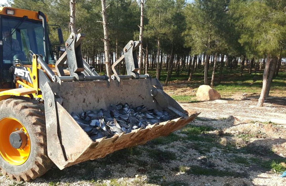 Şanlıurfa'da Yaşanan Kuş Ölümleri Halkı Tedirgin Ediyor