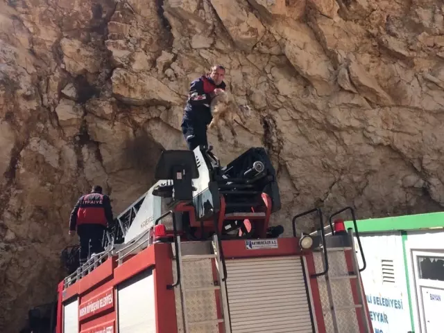 Uçurumda Mahsur Kalan Keçiler Sahibine Kavuştu