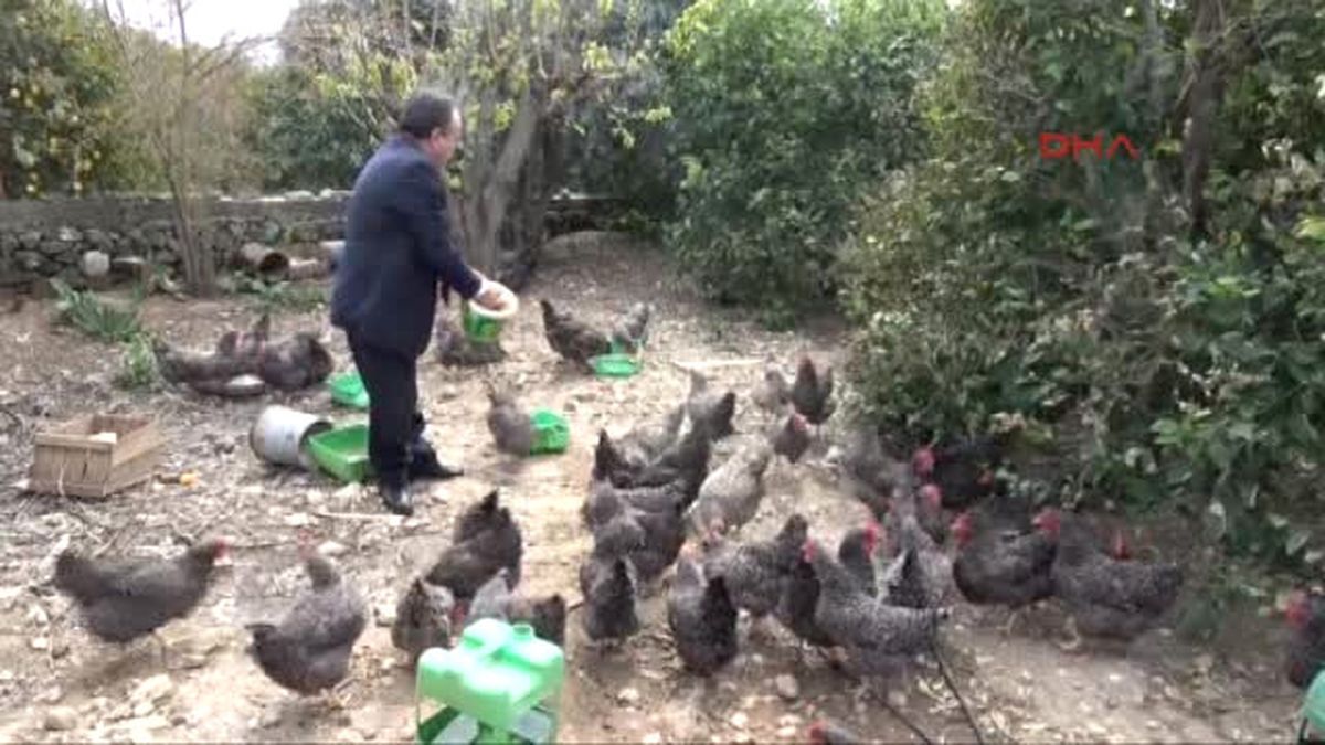Mersin Eski Başkan Tavuk Çiftliği Kurup Yumurta Satıyor