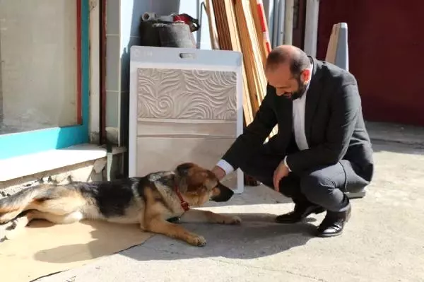 Tirebolu'da Belediye Köpekleri Zehirledi İddiası Tirebolu'da Belediye Köpekleri Zehirledi İddiası