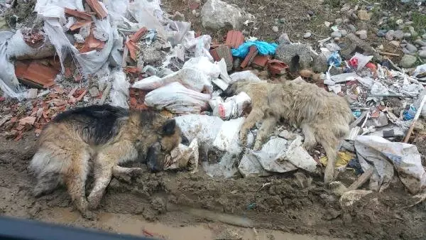 Tirebolu'da Sokak Köpeklerinin Zehirli Etle Itlaf Edildiği Iddia Edildi Tirebolu'da Sokak Köpeklerinin Zehirli Etle Itlaf Edildiği Iddia Edildi