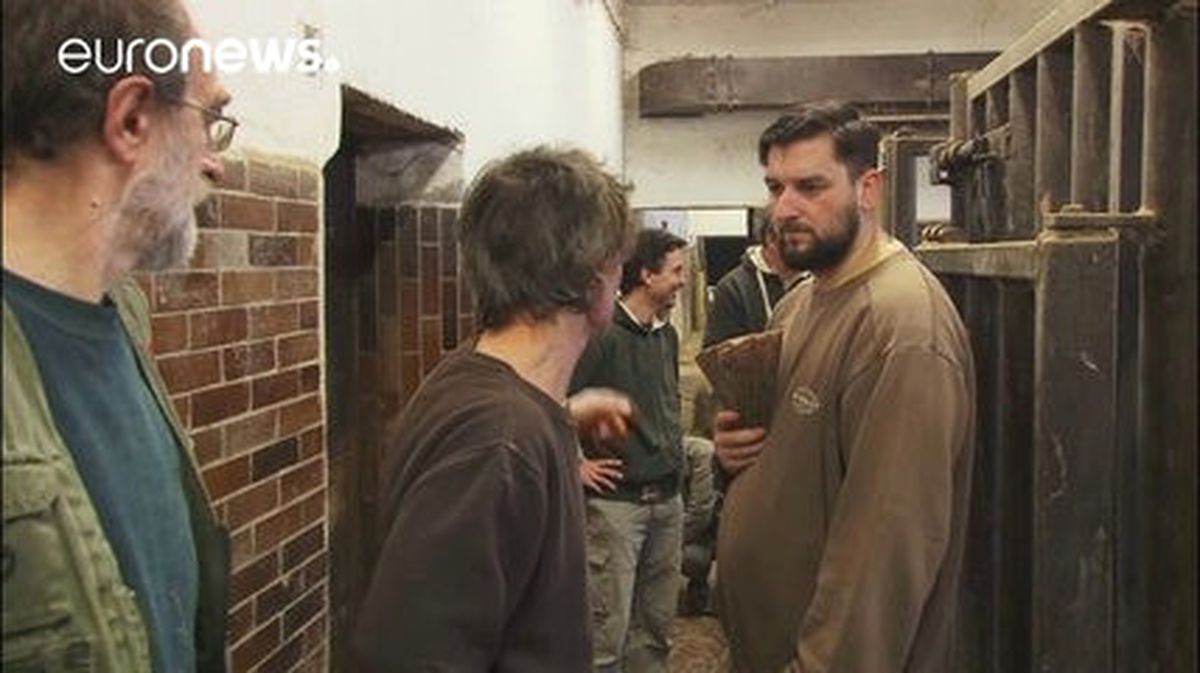 Çekya'da Gergedanları Korumak İçin Boynuzlarını Kestiler