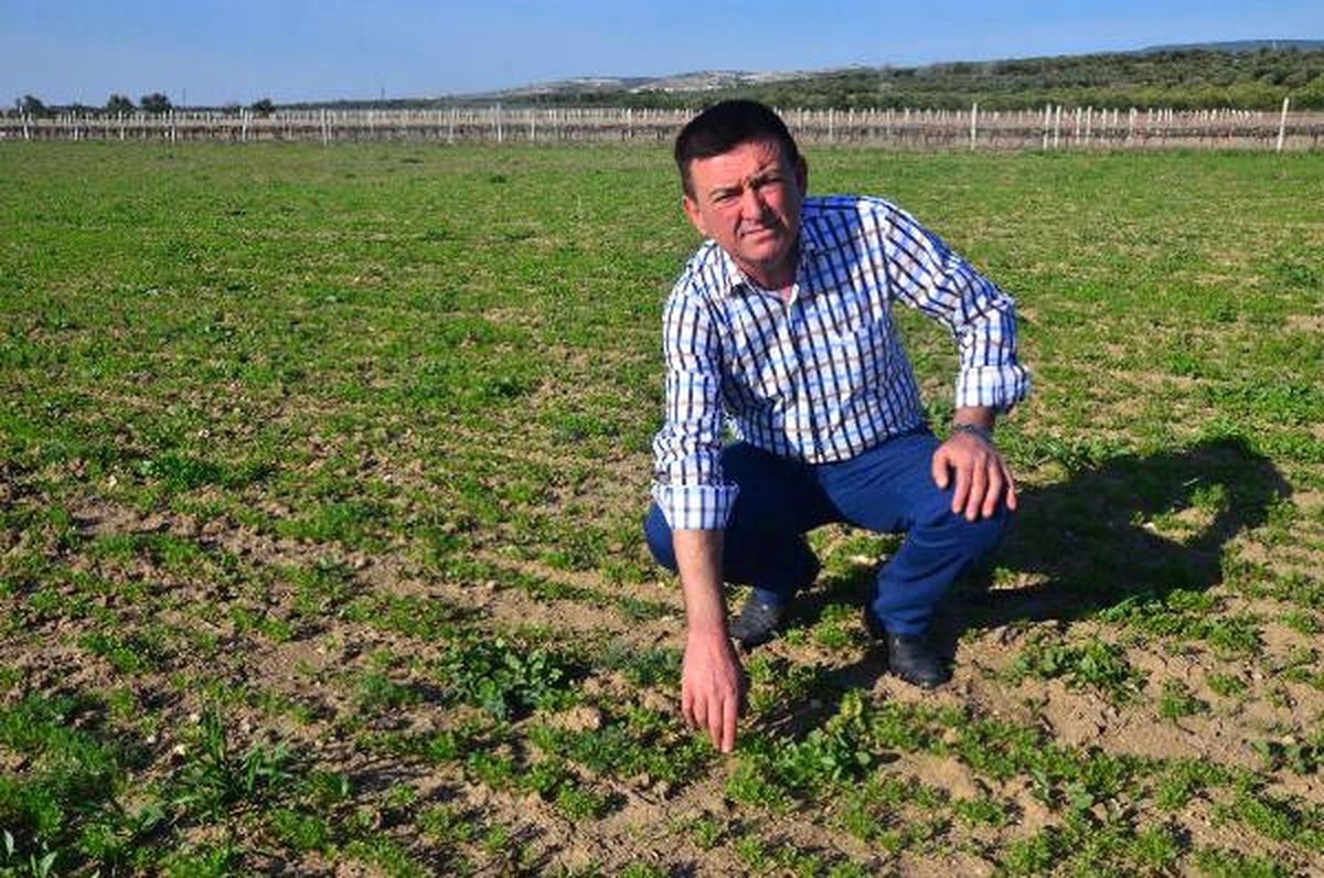 Her Derde Deva Çörek Otu Manisalı Çiftçilere Alternatif Ürün Oldu