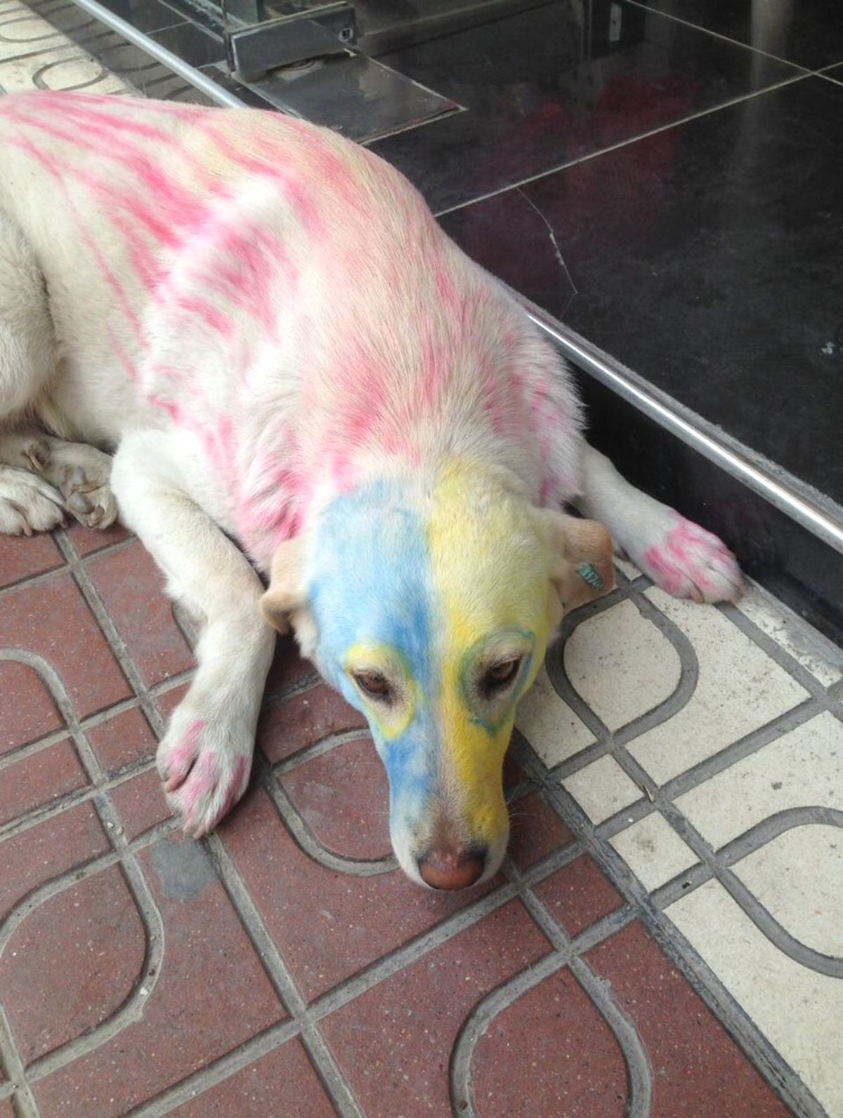 Köpekleri Tuttuğu Takımın Rengine Boyayan Esnaf Tepki Çekti