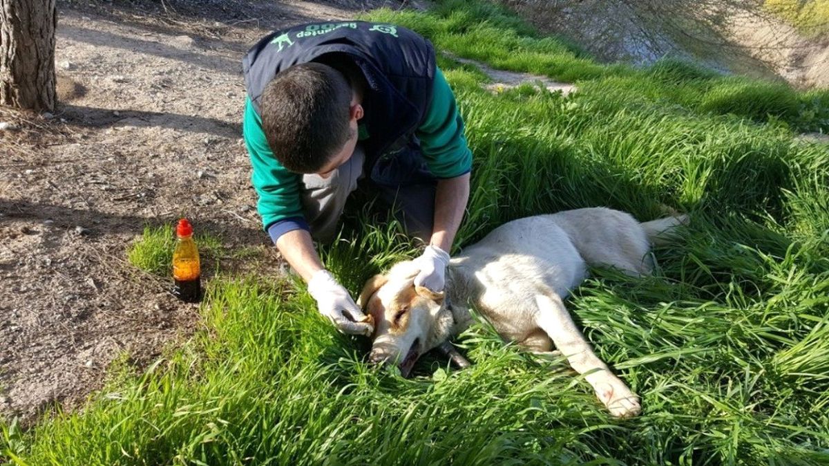 Suriye Sınırında Bulunan Yaralı Köpek, Askerler Tarafından Kurtarıldı