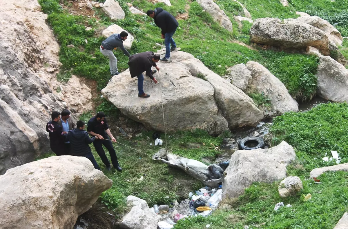 Mardin'de Kayalıklara Sıkışan Katırı, İki Gün Sonra İtfaiye Kurtardı