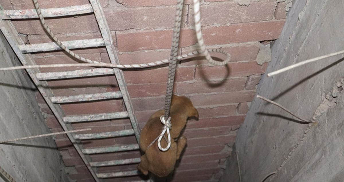 Asansör Boşluğuna Düşen Köpeği, İtfaiye Ekipleri Kurtardı