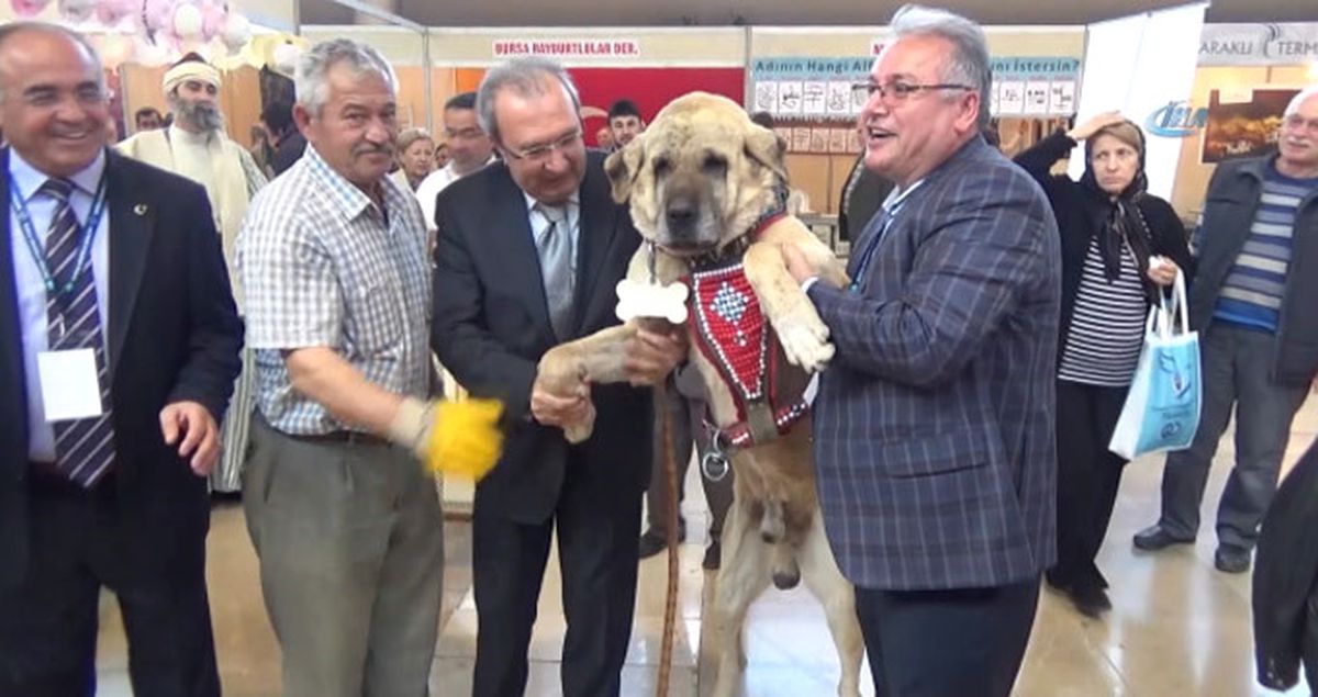 Aksaray'dan Gelen Dev Çoban Köpeği Anadolu Günleri'nde İlgi Odağı Oldu