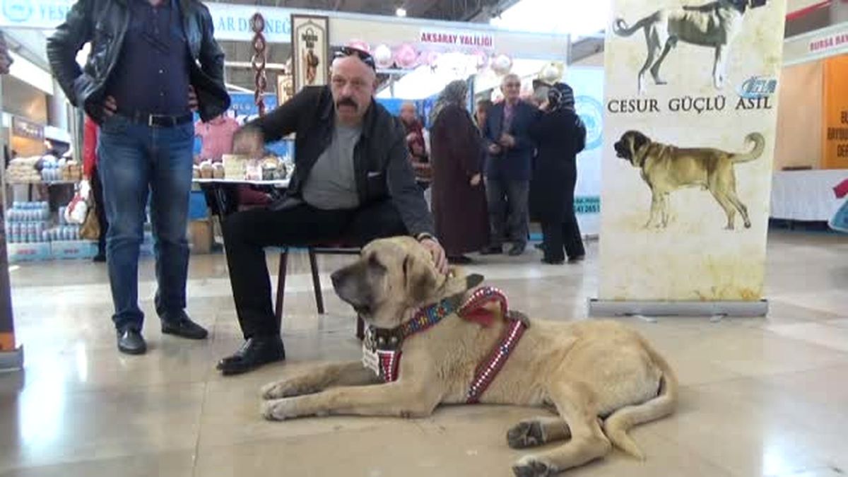 Aksaray Malaklısı İlgi Odağı Oldu