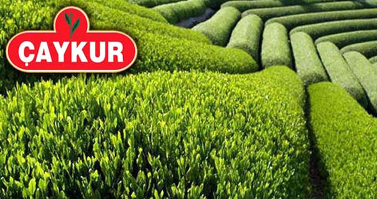 Çaykur Bin 500 Mevsimlik İşçi Alacak