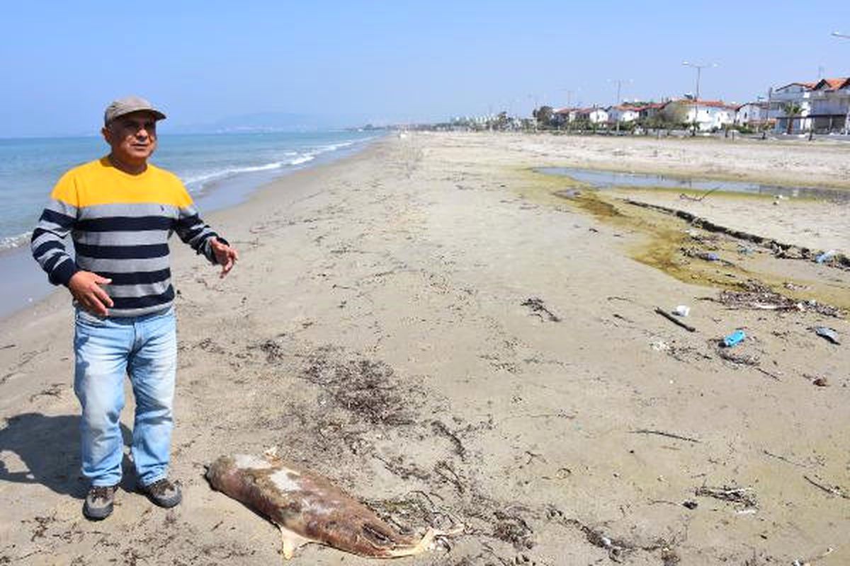 Kuşadası Körfezi'nde Bir Ayda Üçüncü Yunus Öldü