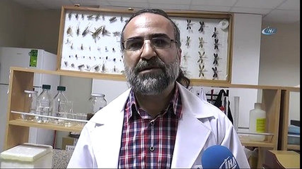 Dev Örümcek Kedi ile Karşılaşırsa