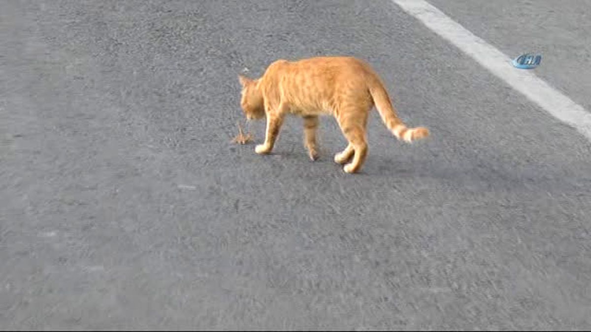 Et Yiyen Dev Örümcek Kedi ile Karşılaşırsa