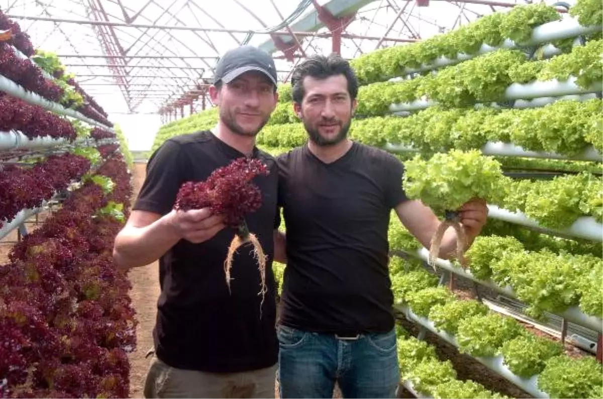 Sebze Yetiştiricisi Kardeşler, Katlı Sistemle Hasatlarını 3'e Katladı