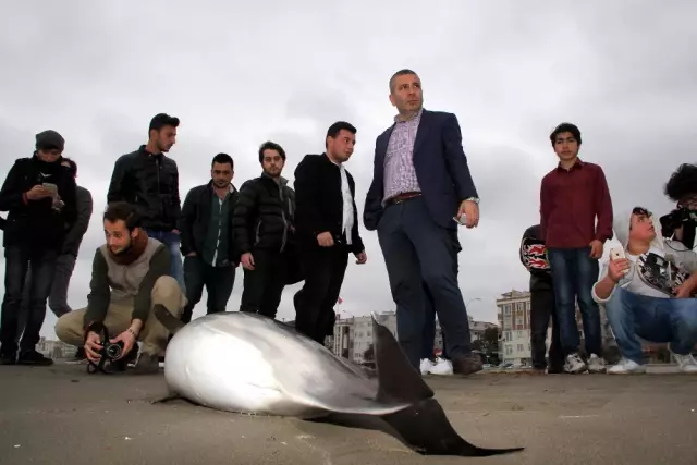 Yunus balığı karaya vurdu