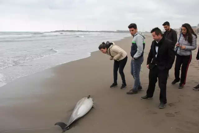 Yunus balığı karaya vurdu