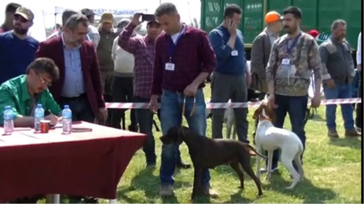 Köpekler Podyuma Çıktı