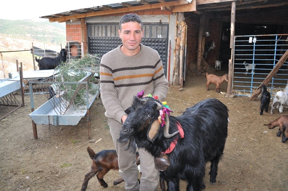 Devlet Tarafından Dağıtılan Yerli Irk Honamlı Keçileri, Vatandaşı İhya Edecek