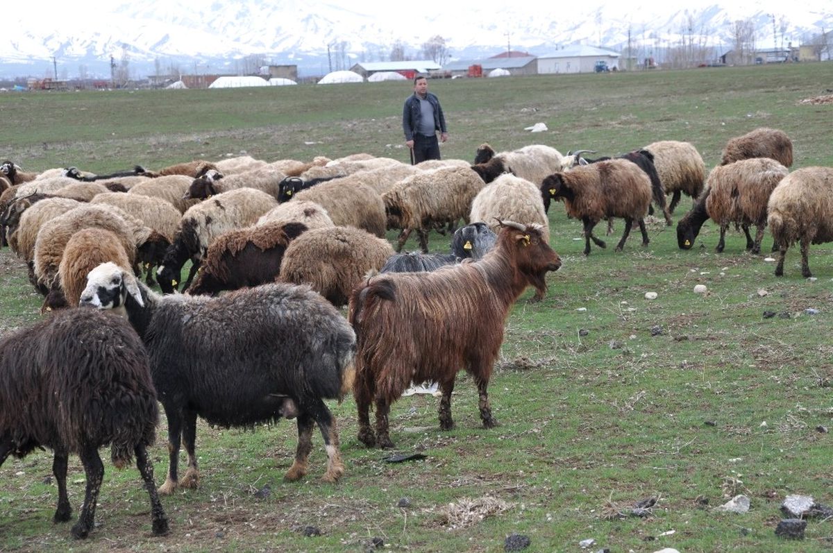 Muş'ta 6 Bin TL Maaşla Çoban Aranıyor