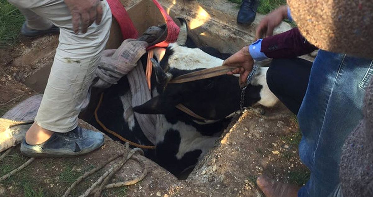 Şanlıurfa'da Kuyuya Düşen İnek Kepçeyle Kurtarıldı
