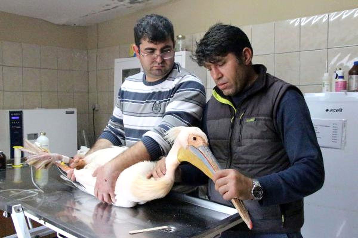 Antalya'da Bir Otelin Balkonunda Yaralı Pelikan Bulundu