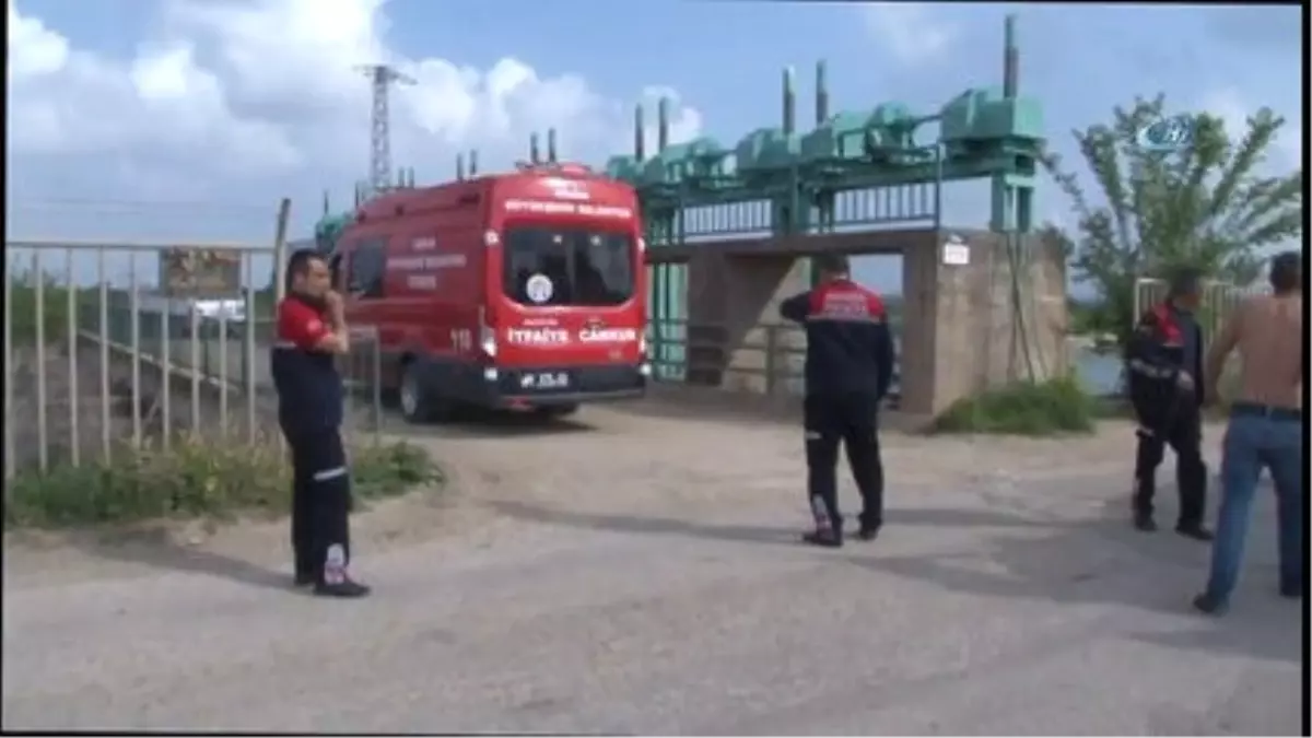 Bir İnek Sulama Kanalına Düştü 13'ü Peşinden Atladı