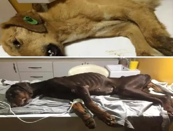 Beykoz Dayanışma Grubu Toplanan Köpeklerin Akıbetini Araştırıyor Beykoz Dayanışma Grubu Toplanan Köpeklerin Akıbetini Araştırıyor