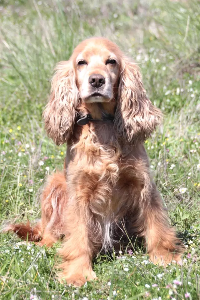 1. Fermalı, Secereli Av Köpekleri Yarışması Antalya�da Yapıldı haberi