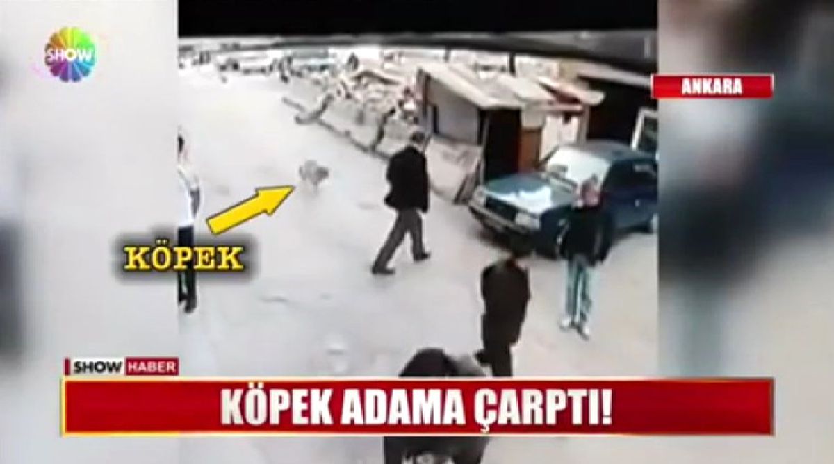 Ankara'dan Köpeğin Çarptığı Adam Hastanelik Oldu