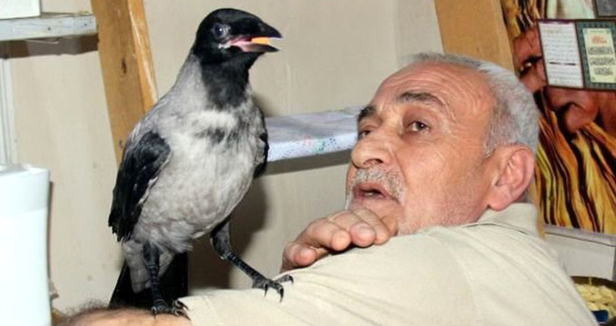 Kayıp Kargası 'Çirkin'i Bulana 2 Bin Lira Para Ödülü Verecek