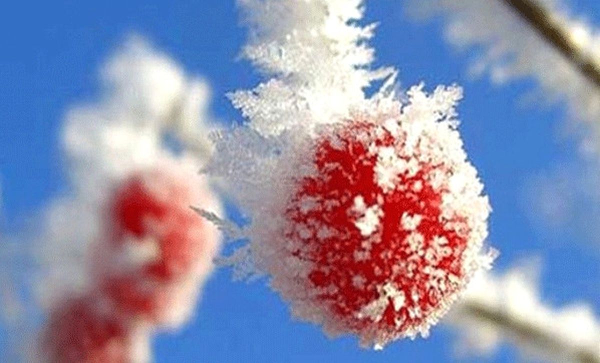 Meteorolojiden 5 İlimiz İçin Zirai Don Uyarısı
