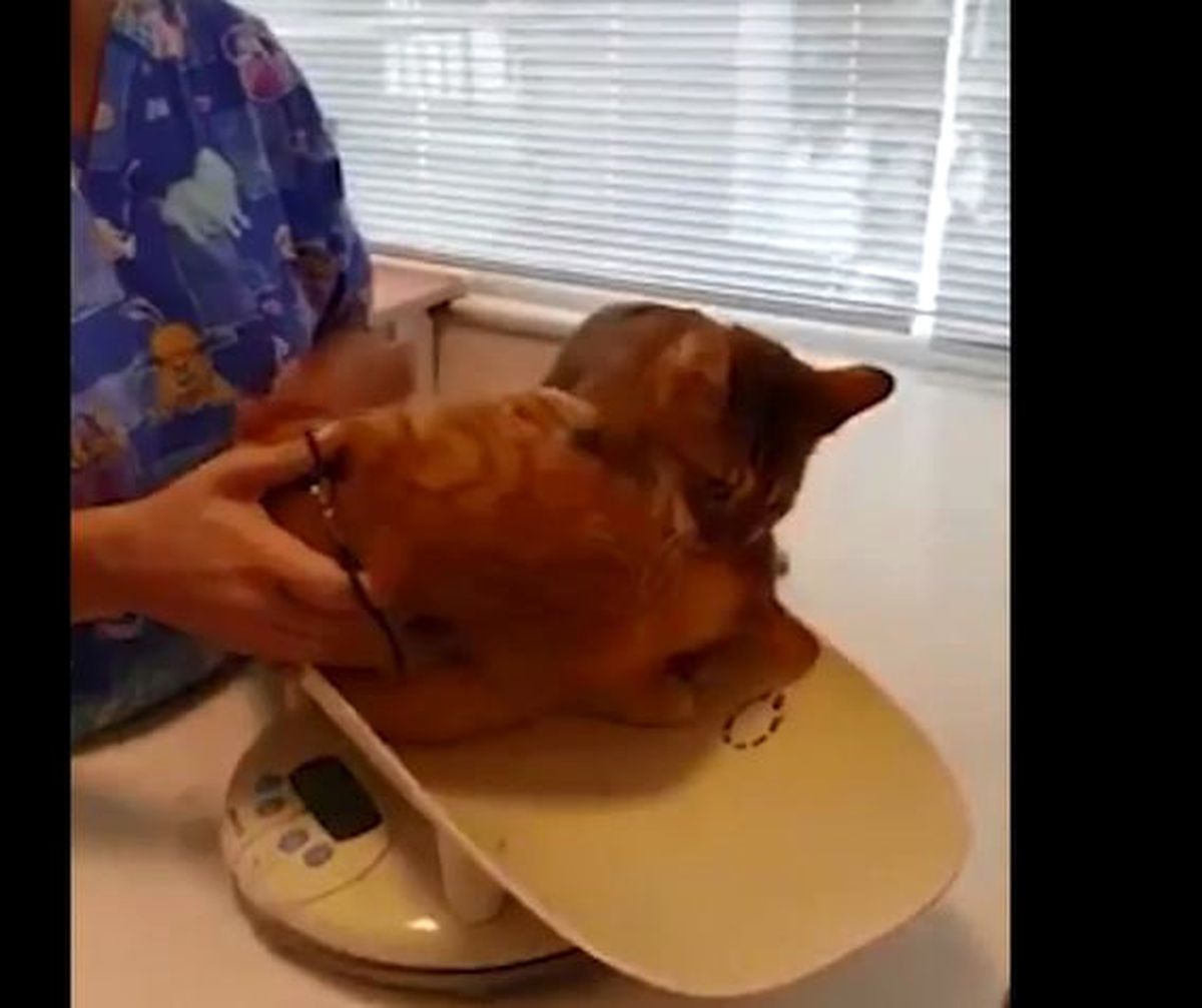 Arkadaşını Veterinere Vermeyen Kahraman Kedi!