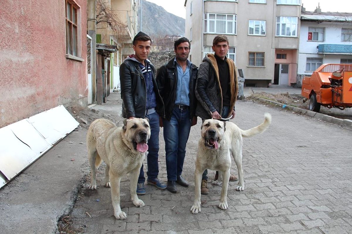 Motorize, Atlı ve Köpekli Ekipleriyle Güven Veriyorlar
