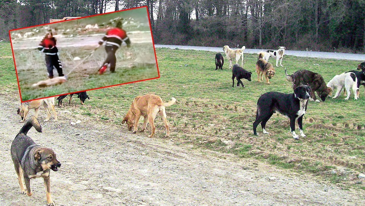 Silivri'de Köpeğin Boğazına Halat Bağlayıp Sürükleyen Belediye Çalışanları İşten Çıkarıldı