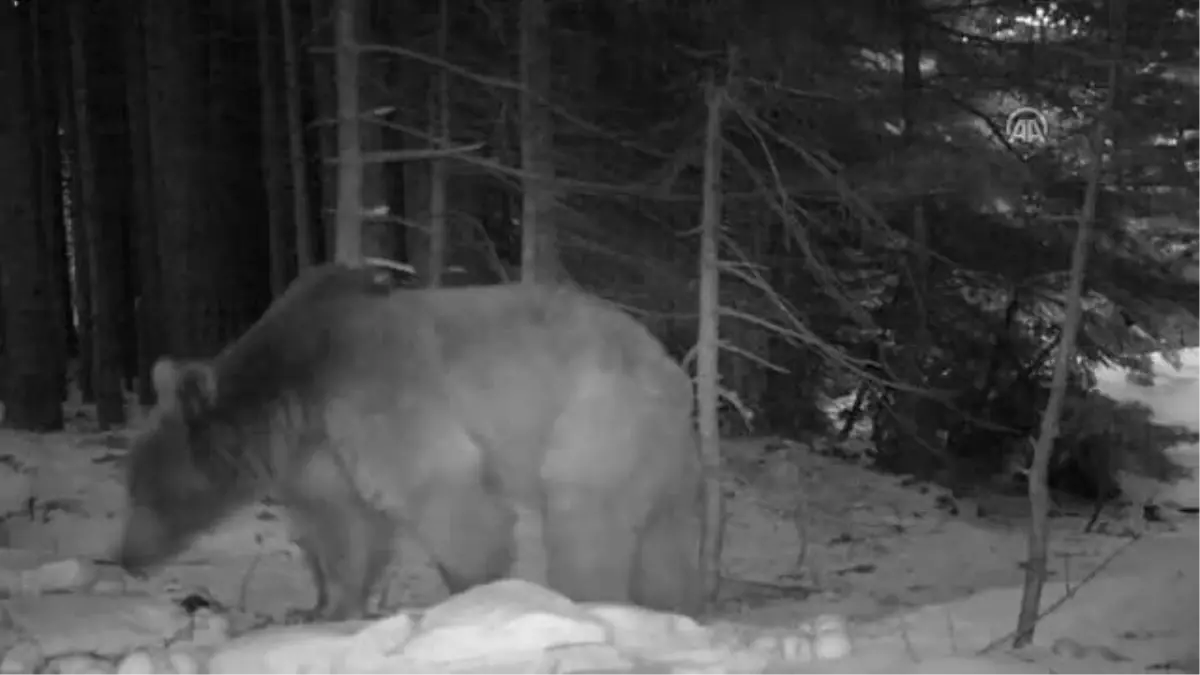Uludağ'ın Yaban Hayatı Fotokapanlarla Görüntülendi