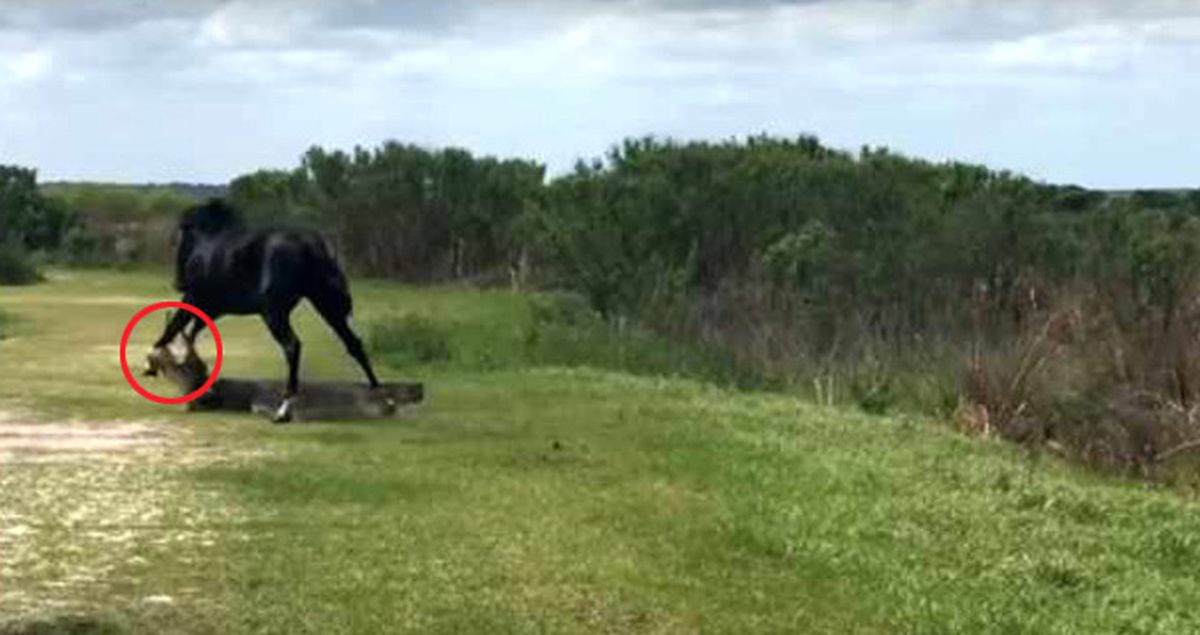 Florida'da Timsah ve Atın Nefes Kesen Mücadelesi