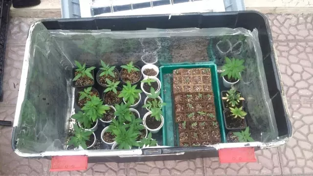Olimpos'ta Uyuşturucu Operasyonu