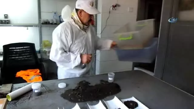 Burhaniye'de Çam Kese Zararlısına Böcekli Mücadele Burhaniye'de Çam Kese Zararlısına Böcekli Mücadele