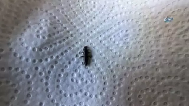 Burhaniye'de Çam Kese Zararlısına Böcekli Mücadele Burhaniye'de Çam Kese Zararlısına Böcekli Mücadele