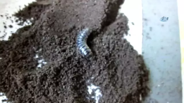 Burhaniye'de Çam Kese Zararlısına Böcekli Mücadele Burhaniye'de Çam Kese Zararlısına Böcekli Mücadele