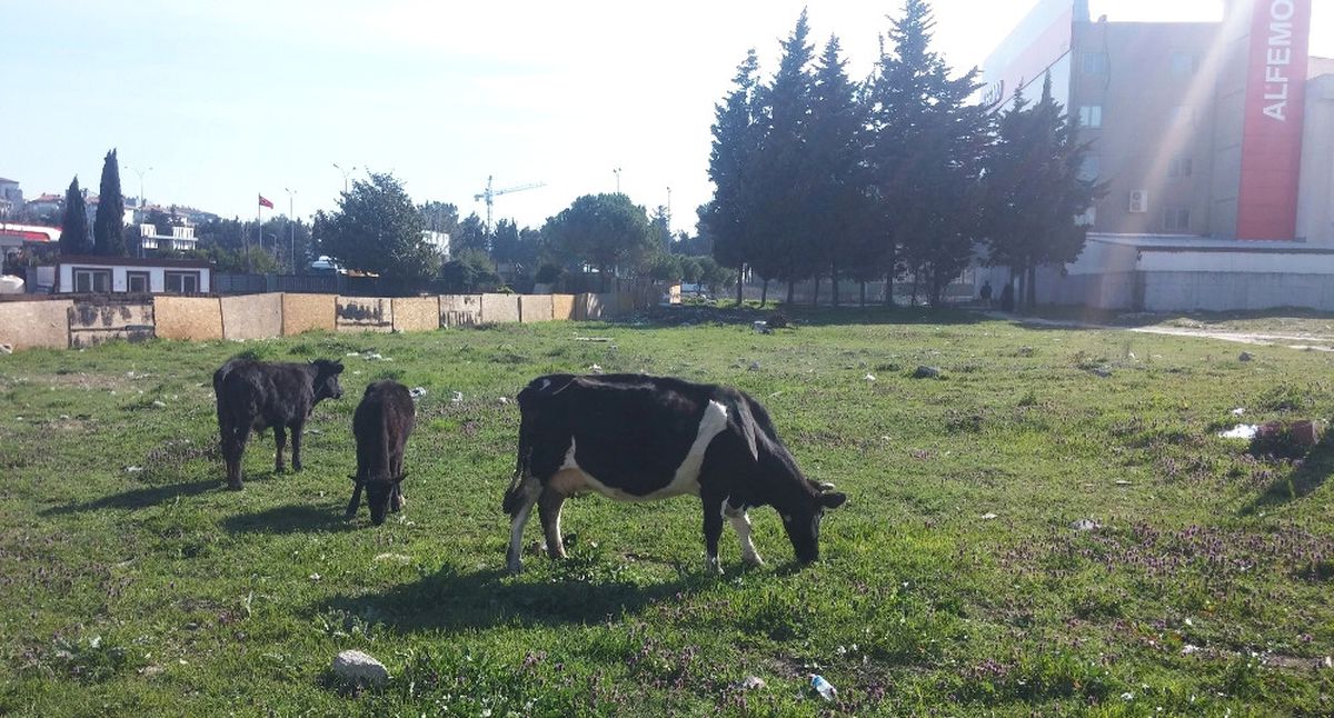 İstanbul'un Göbeğinde Başıboş İnek Şaşkınlığı