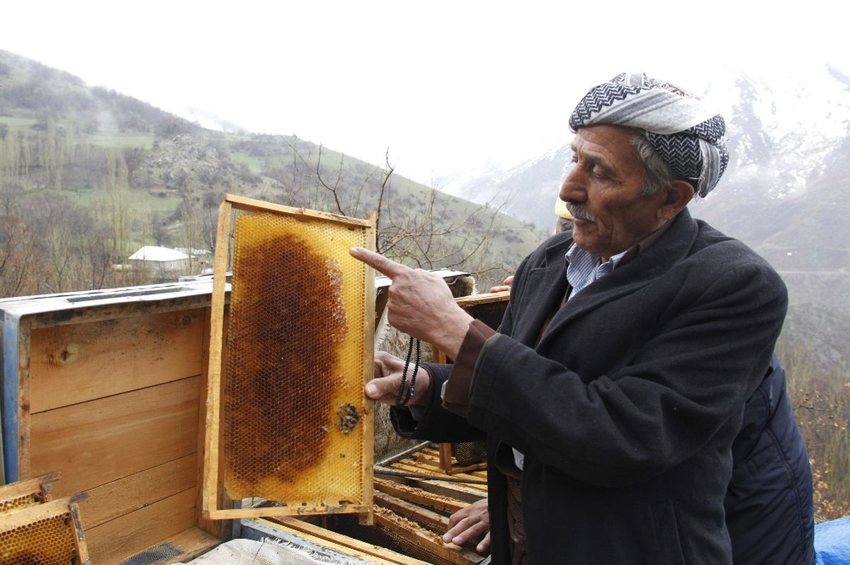 Arı Ölümleri Arıcıları Zor Durumda Bıraktı
