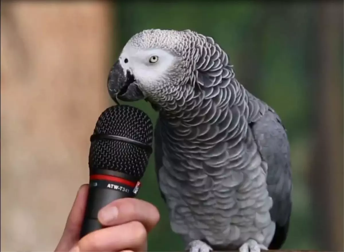 Röportaj Veren Papağan