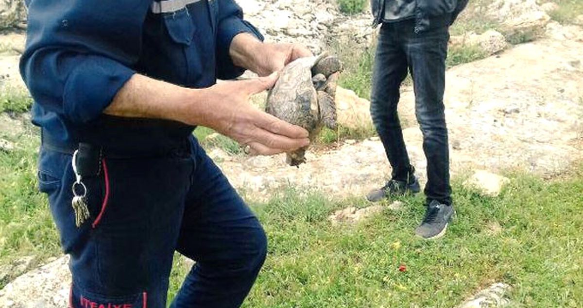Şanlıurfa'da Dev Kayanın Altında Sıkışan Kaplumbağa 1 Saatte Kurtarıldı