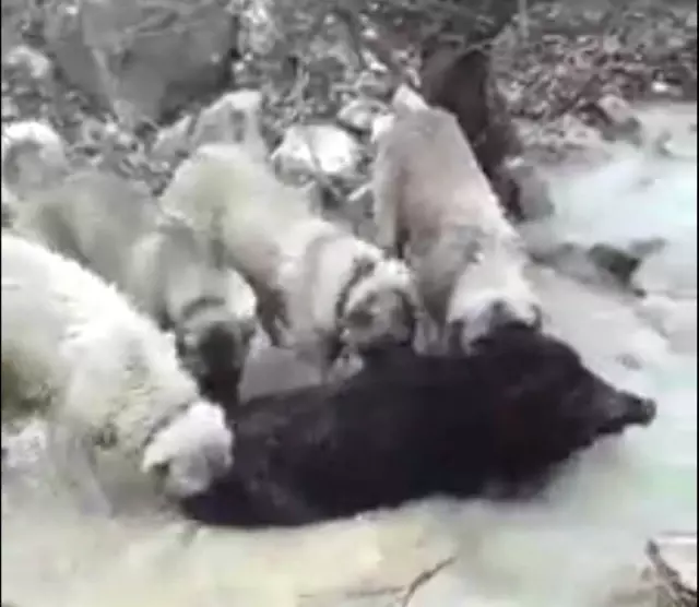 Çoban Köpekleri Domuzu Telef Etti Haber