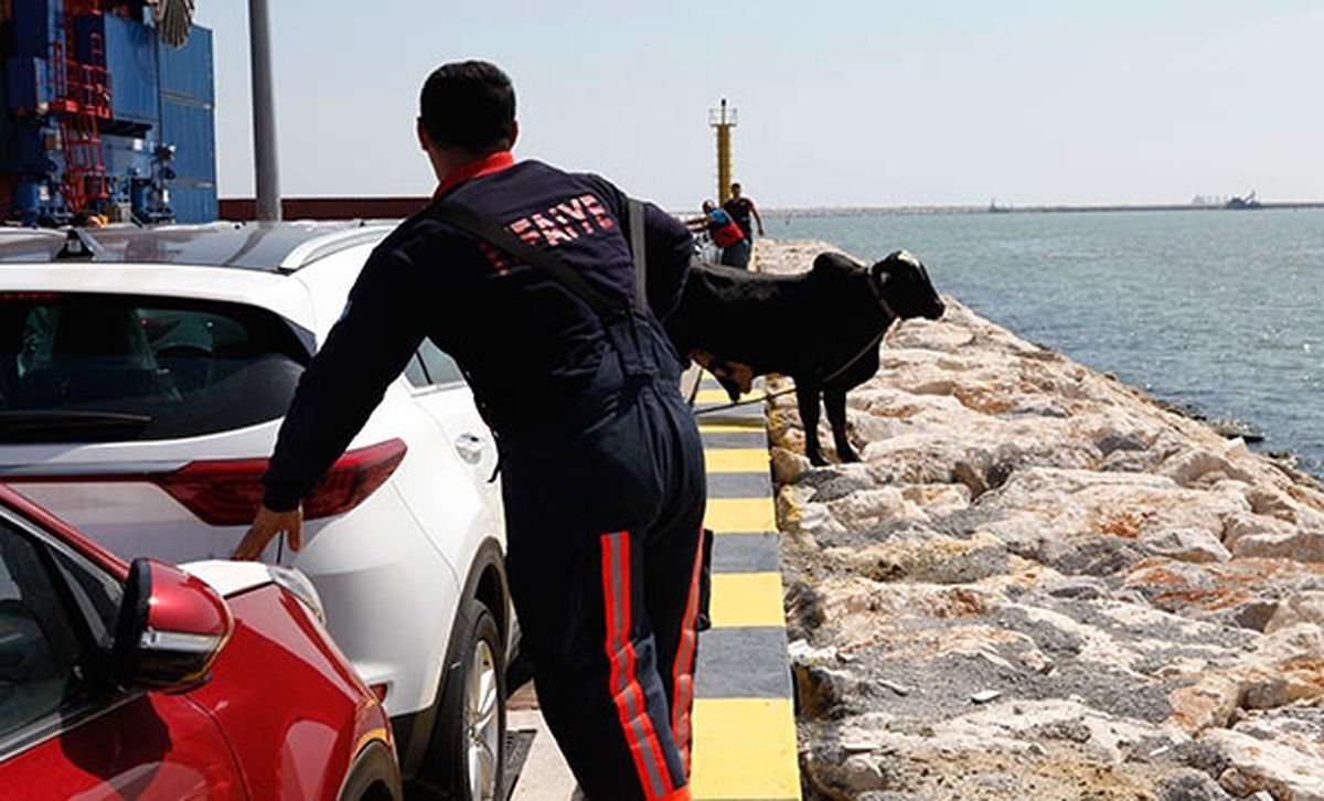 Brezilya'nın Angus Irkı İneği, Mersin Limanı'nda Ortalığı Karıştırdı